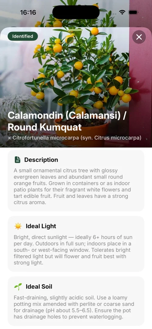 Detailed plant care guide for light, soil, temperature, and watering
